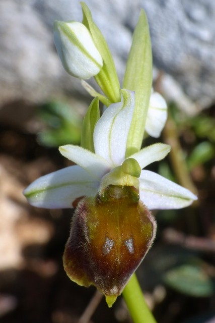 Ophrys crabronifera  Monte Gennaro (Roma) 30 marzo 2017